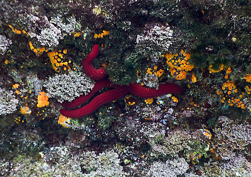 Red Seastars